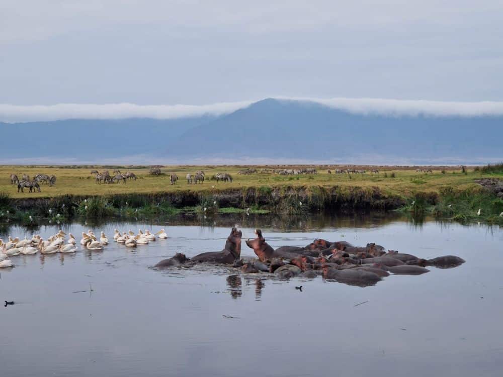 A group of hippos in shallow water and some white birds as well. Animals graze on land in the background.