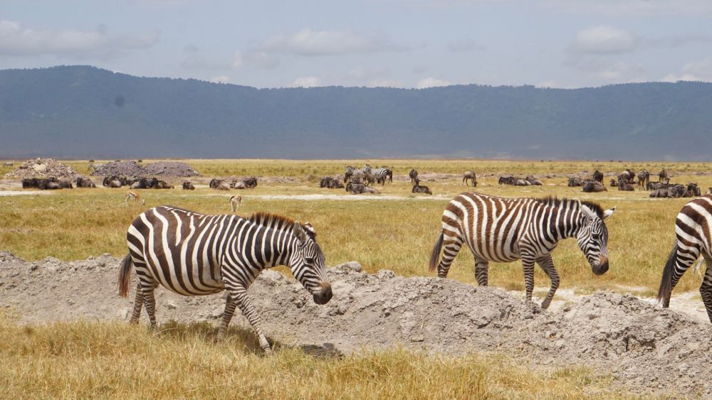 In the foreground, a few zebras. In the background, various other grazing animals. 