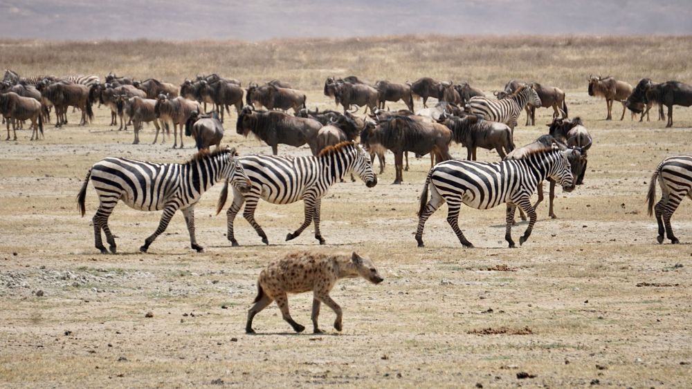 Wildlife walking left to right on a grassy plain: a hyena, several zebras and lots of wildebeest.