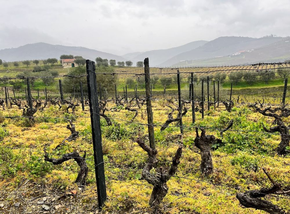 A field of grape vines, trimmed to stumps after the harvest.