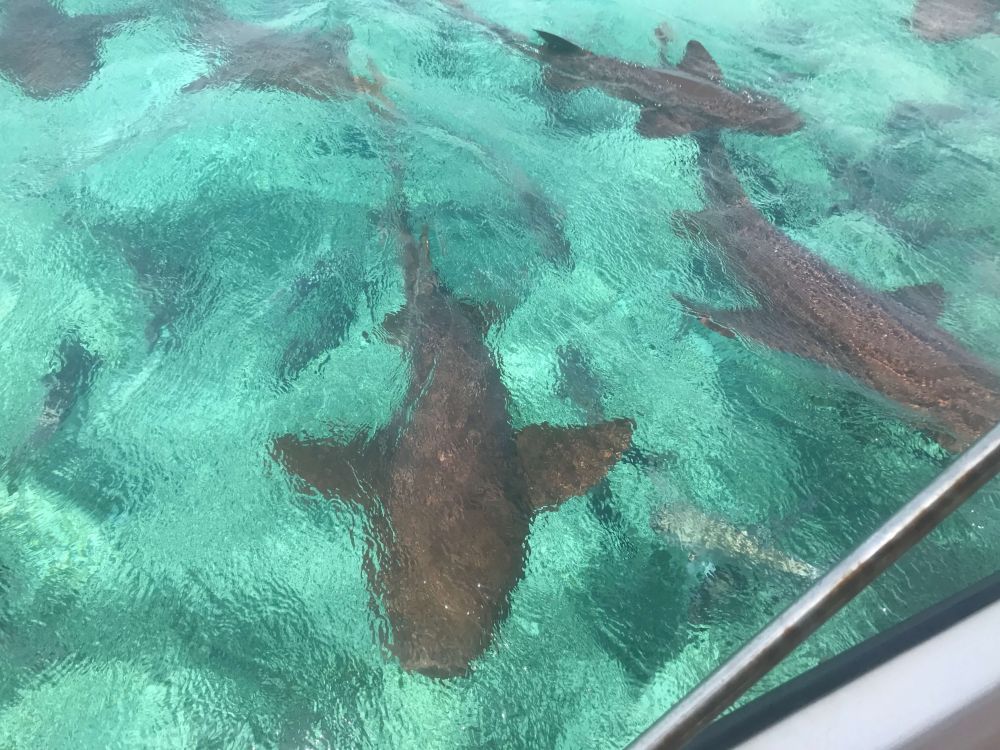 Looking down at sharks in blue water.
