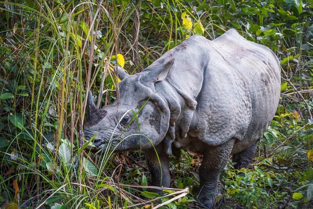 A one-horned rhinoceros