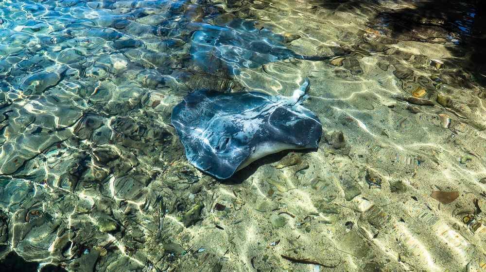 A stingray seen in shallow water.