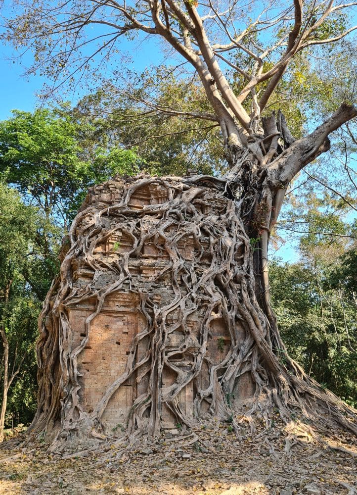 A small temple which is almost entirely covered in the roots of a tree.