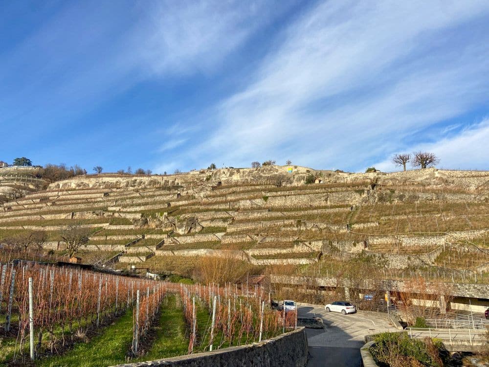 Looking at a hill with rows of walls holding up the terraces of vines.