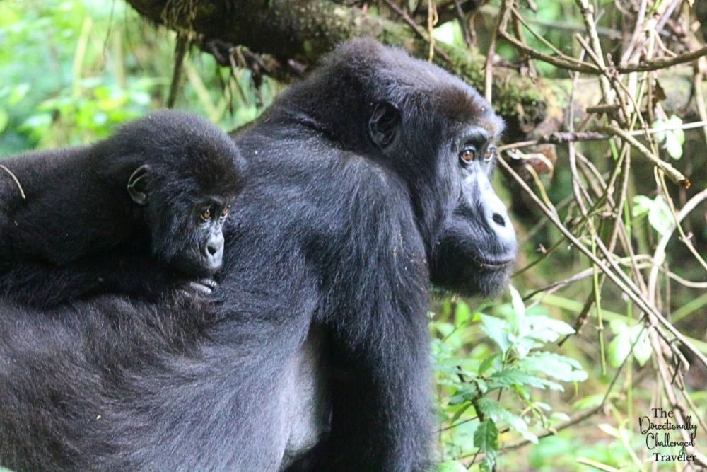 A female gorilla with a baby gorilla on her back.