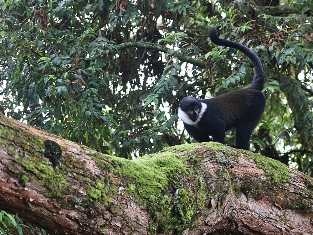 A black and white colobus monkey standing on a fallen tree trunk.