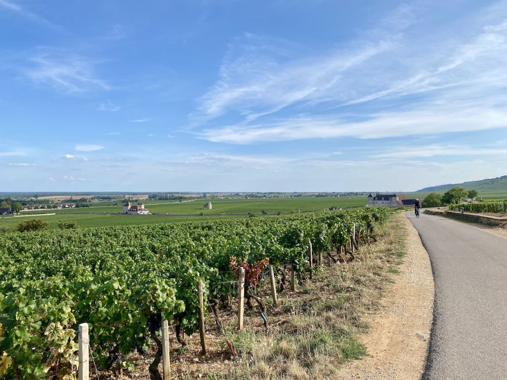 A field of grapevines.