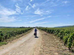 A dirt road stretching ahead, with a single cyclist - vineyards on both sides of the road.