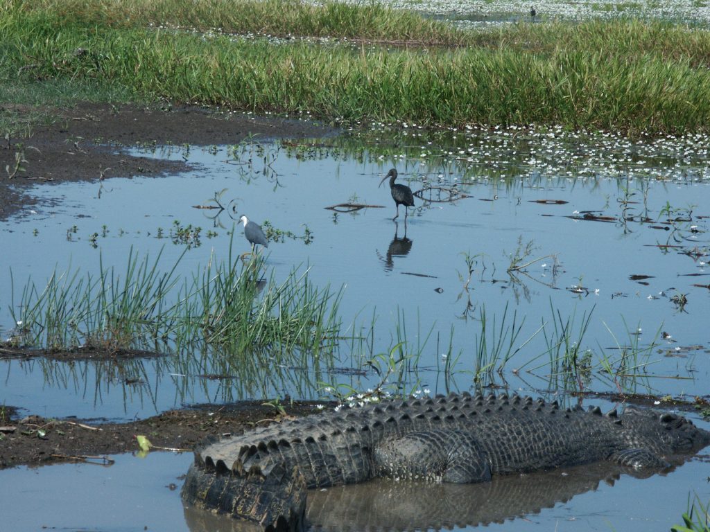 A marshy area with a crocodile half-submerged in the foreground and two different varieties of wading birds in the background.