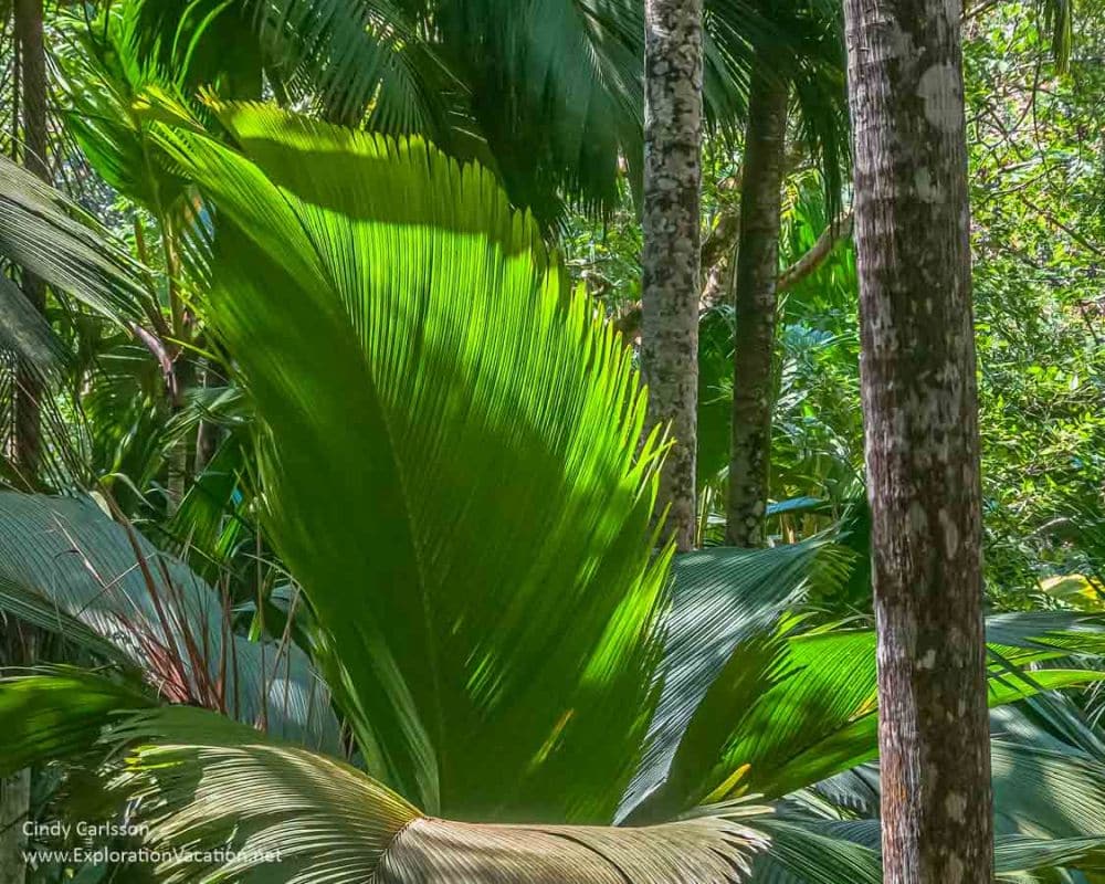 lush green forest