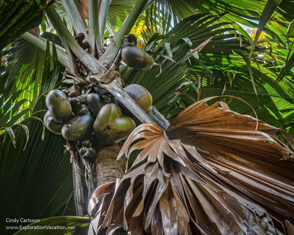 Looking up at a palm tree with lots of large fronds and at the center under the fronds, the very large seeds, looking like lumpy coconuts.