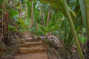 A path with steps in a very green lush forest.
