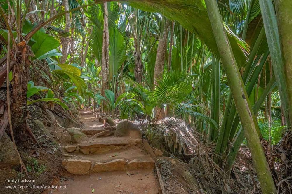 A path with steps in a very green lush forest.