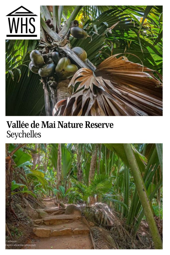 Text: Vallee de Mai Nature Reserve, Seychelles. Images: above, a coco de mer tree; below, a path through the forest.