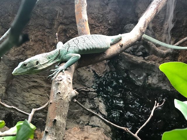 A mostly green lizard on a branch.