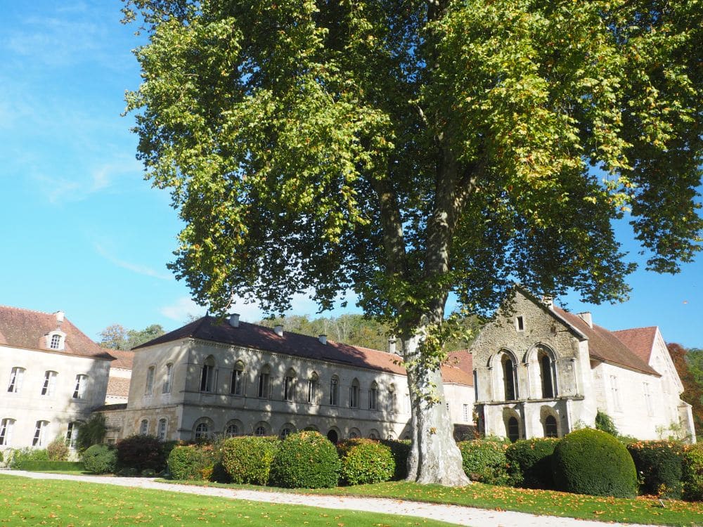 Two stone buildings behind an absolutely enormous tree.