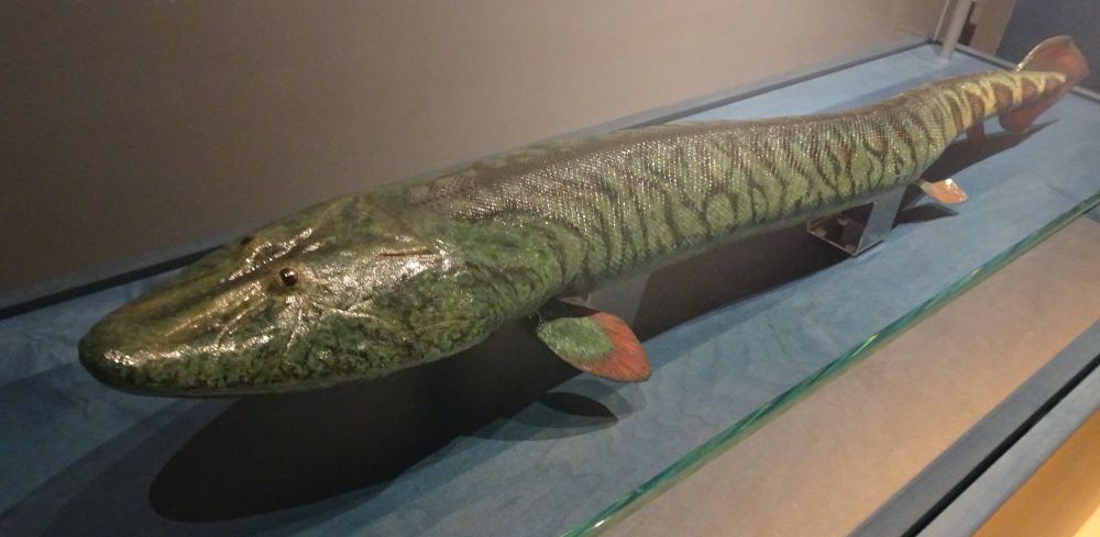 A model of the fish found in the fossils. It is long and somewhat flat.