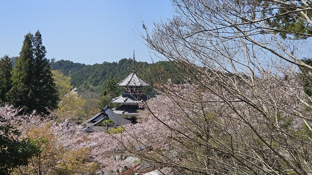 A view from a distance of a small temple, with cherry trees in blossom obscuring most of it.