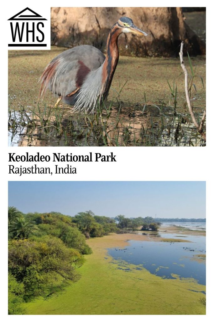 Text: Keoladeo National Park, Rajasthan, India. Images: above, a Purple Heron; below, a view of a marsh.