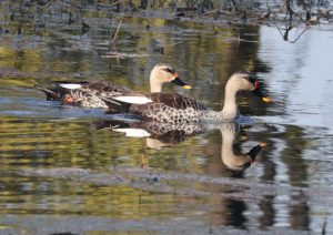 Two ducks swimming.