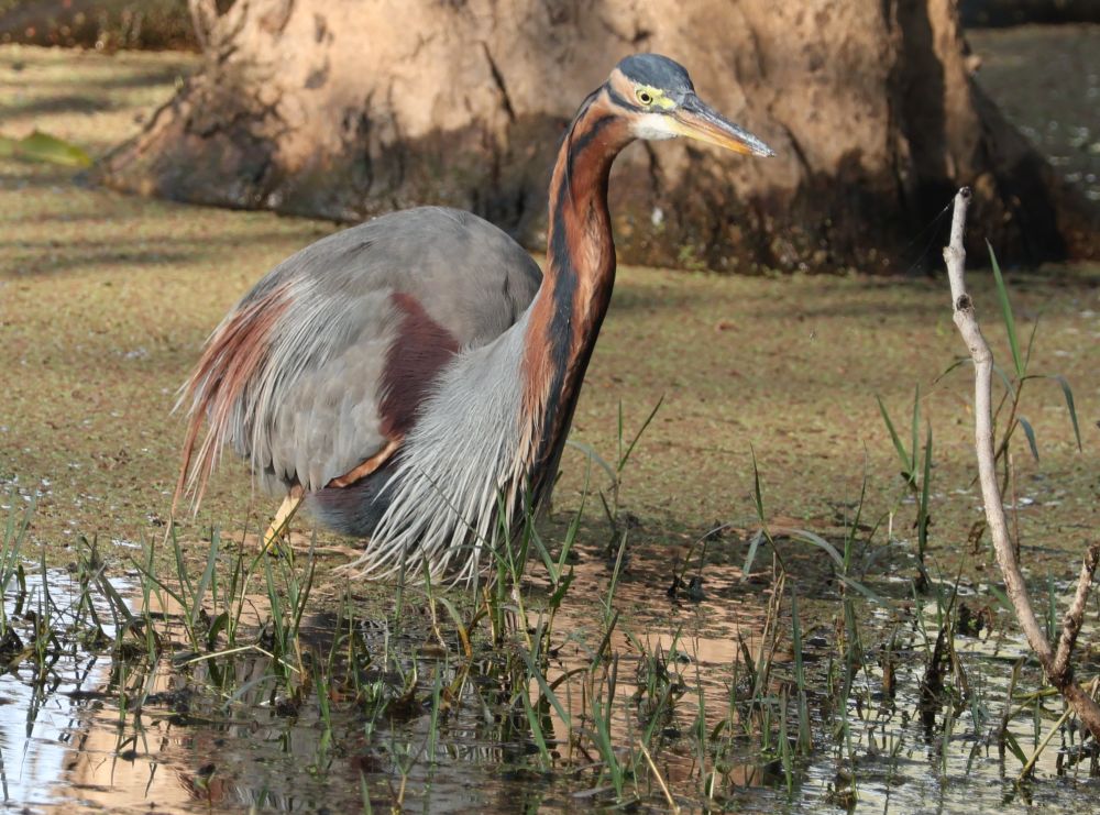 The bird stands in shallow water. It has a long beak and gray and brown feathers.