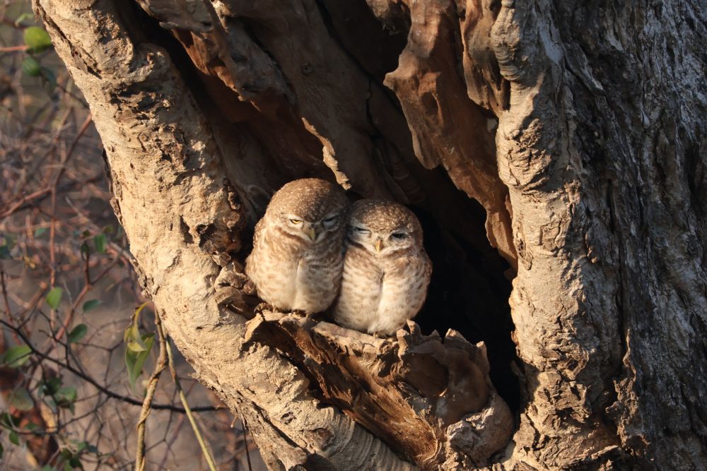 Two brown owls in a branch of a tree.