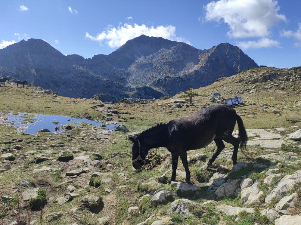 A horse grazes on rocky ground, mountains in the background.