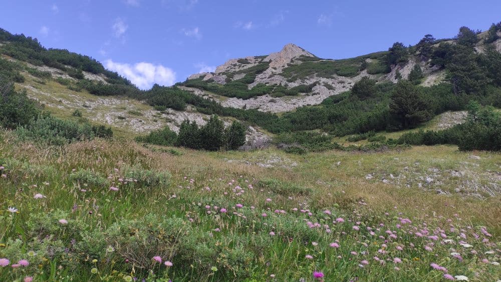 A meadow with wildflowers, low mountains in the background.