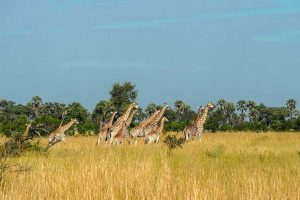 A group of giraffes run across a grassy field.