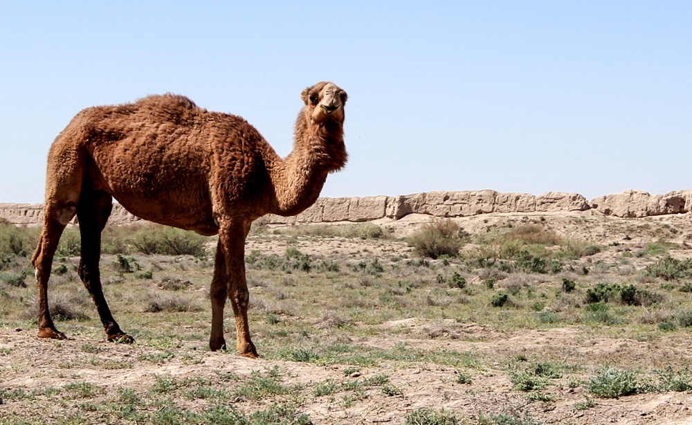 A camel, with a wall behind it of a ruin at Ancient Merv.