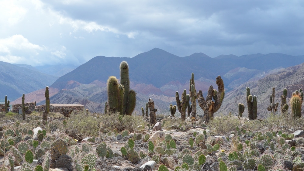 The foreground is covered with cacti of various sizes, and in the background are mountains.