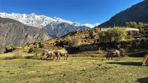 Horses with packs graze in the foreground; a snow-covered mountain range in the background.