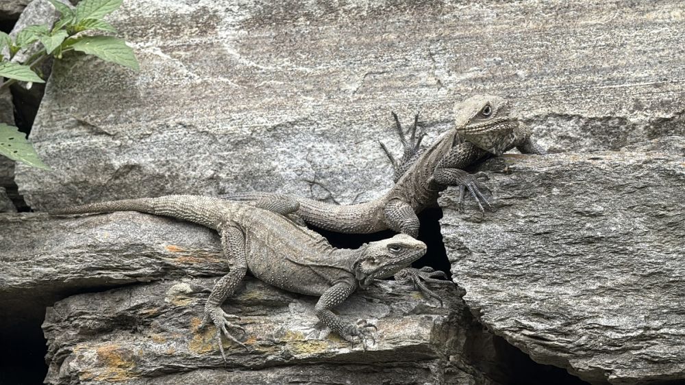 Two grey lizards.