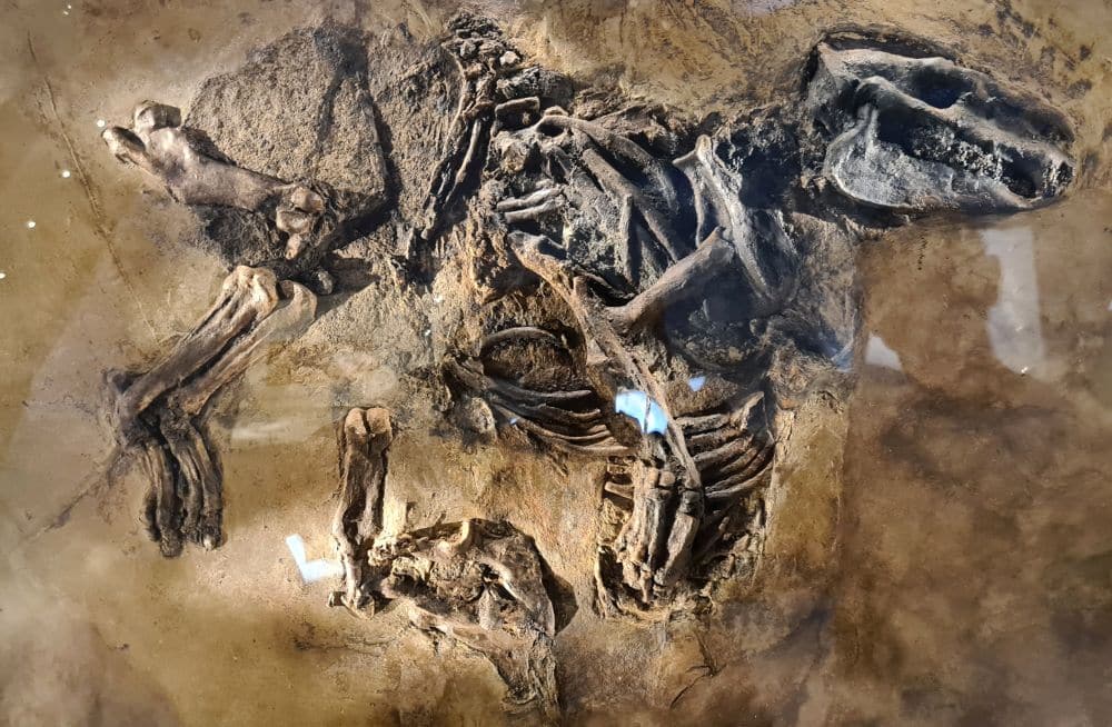 A jumble of bones embedded in rock.