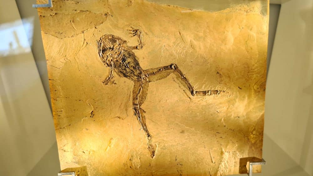 A perfect fossil of a frog.