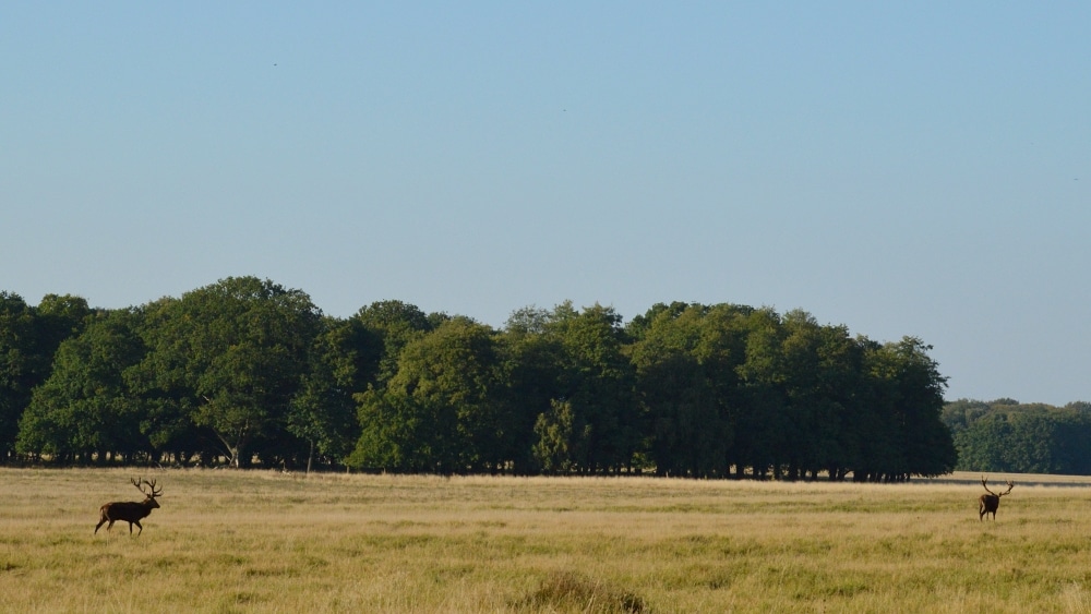 A grassy field with forest in the background.