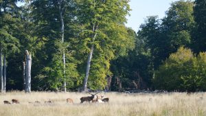 A grassy field with deer grazing in it.