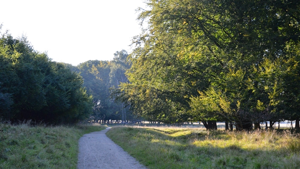 A path leads through a forest.