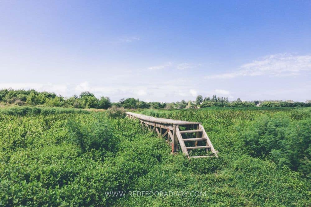 A flat wetlands view, with a boardwalk across it.