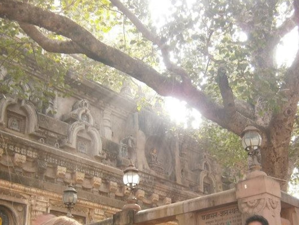 Sun shines through the branches of a tree onto a highly-carved wall of a temple.