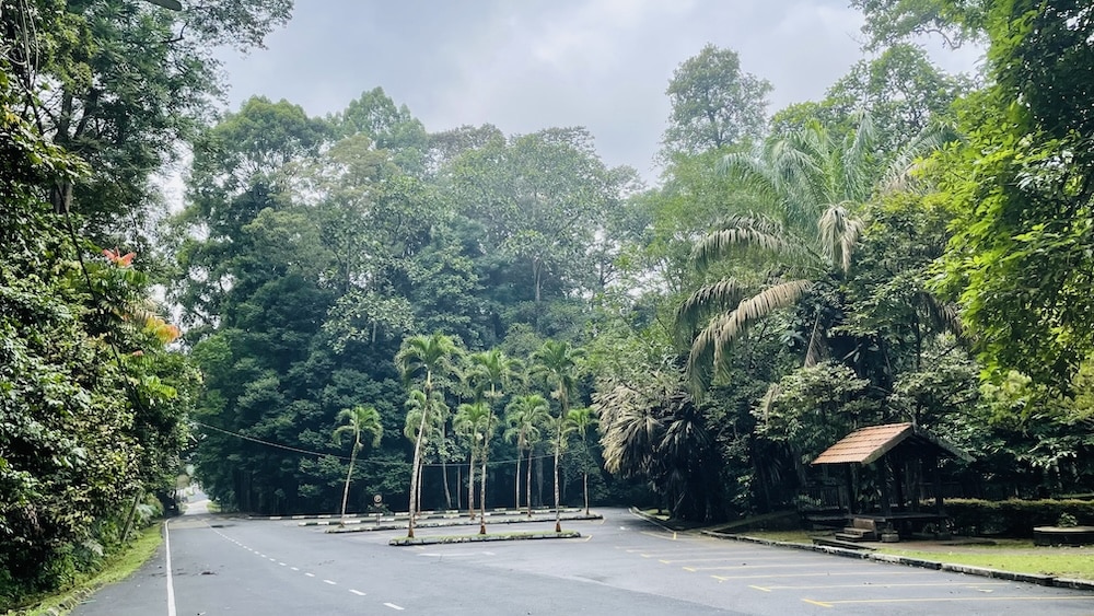 An empty parking lot surrounded by trees.