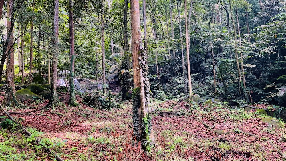 A rainforest, looking through the trees at FRIM Forest Park Selangor