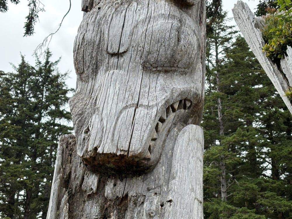 A close up of a pole shows grey, weathered wood, with a carving of the face of an animal, perhaps a wolf.